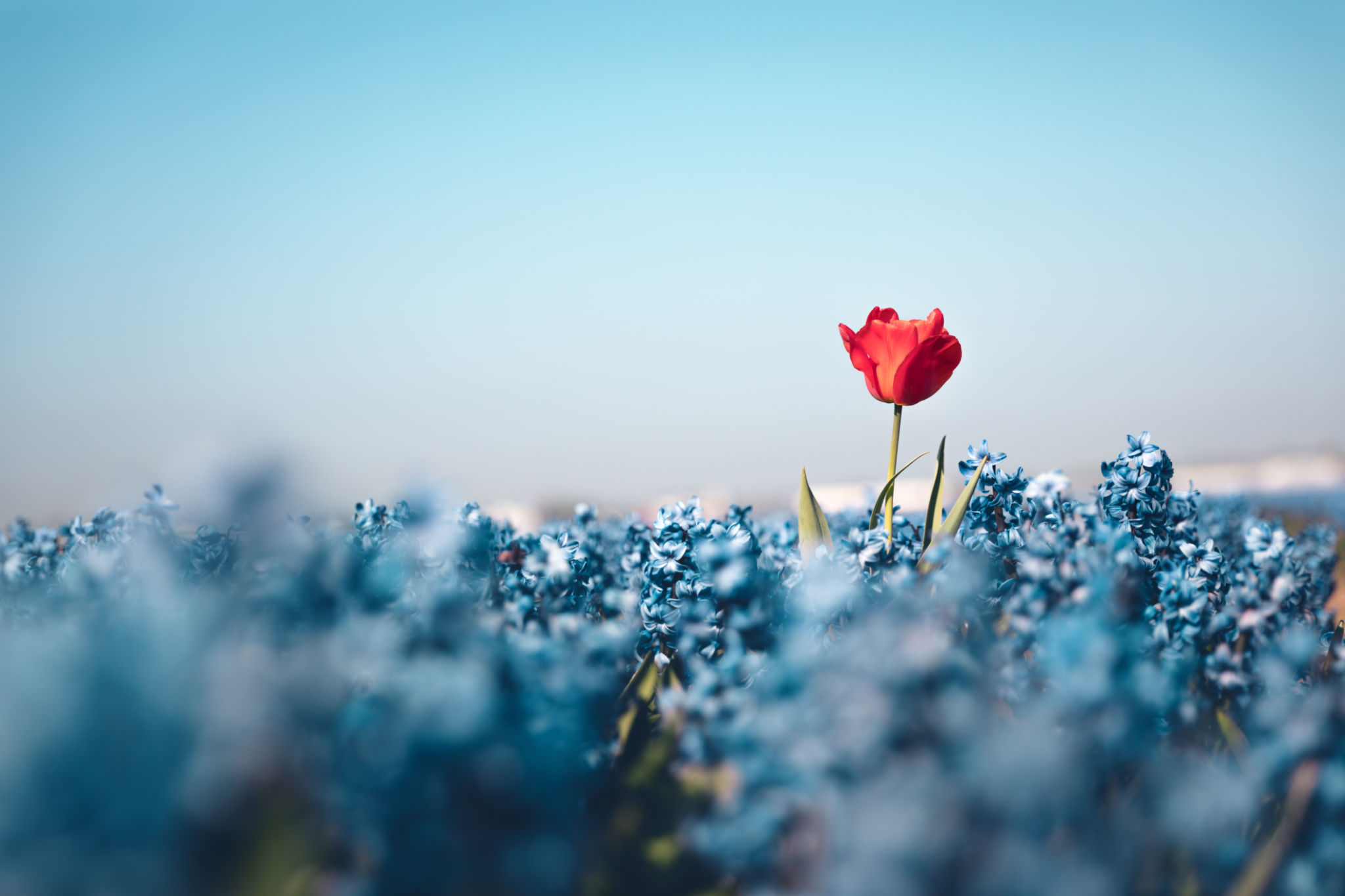 unique flowers
