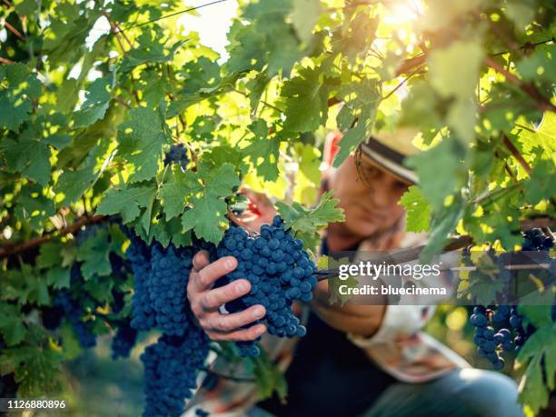 enólogo cosecha uvas - vendimia fotografías e imágenes de stock