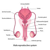 Male reproductive system anatomy
