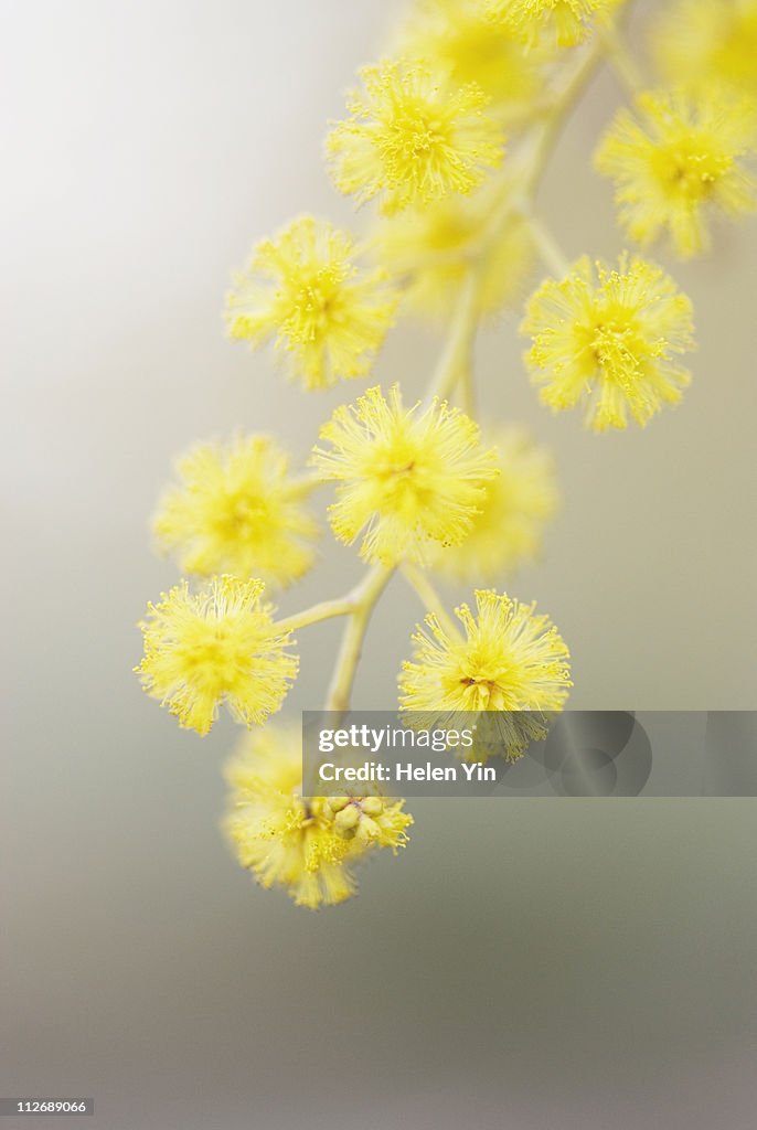 Australian wattle flower