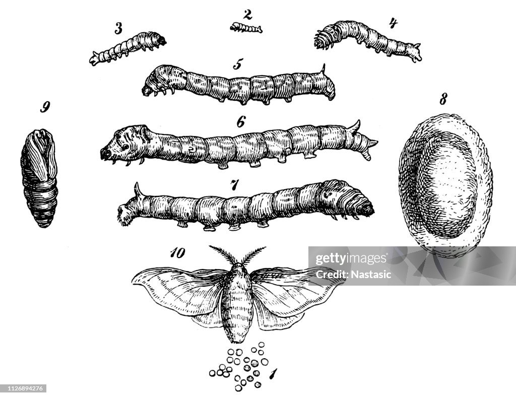 Silkworm stages