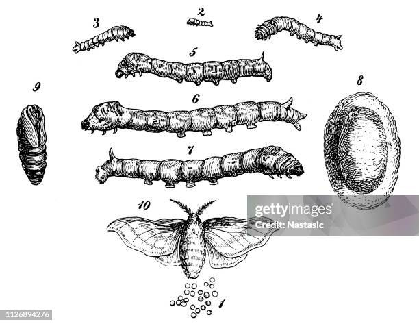 silkworm stages - cecropia moth caterpillar stock illustrations