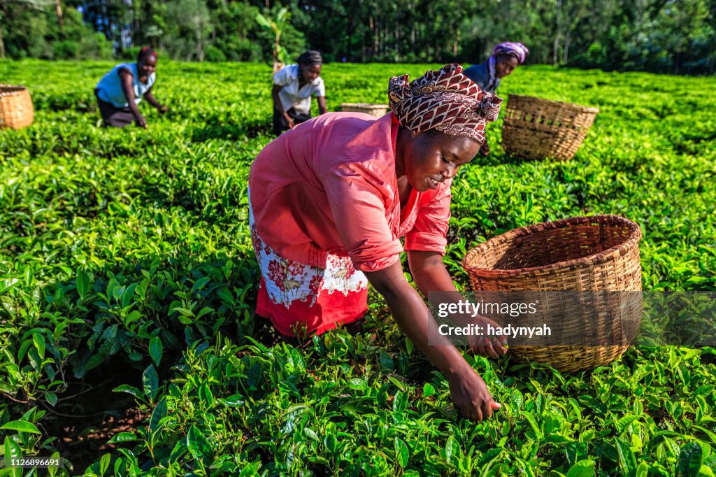 Femmes africaines, la cueillette des feuilles de thé sur la plantation, Kenya, Afrique de l’est