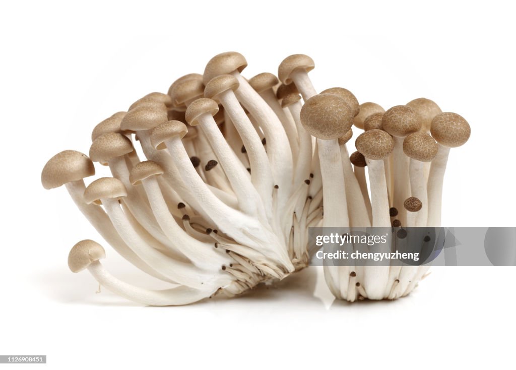 Brown beech mushrooms (Hypsizygus bunashimeji) on white background