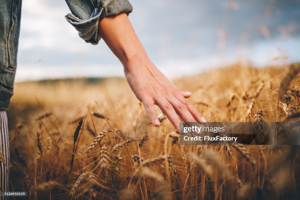 Campi di grano dorato