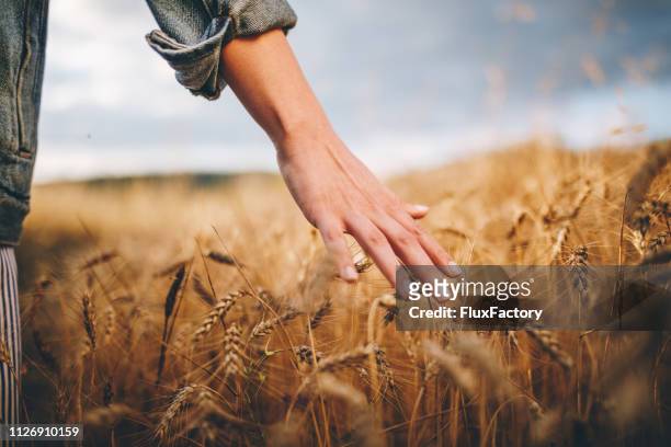 campi di grano dorato - ambientazione tranquilla foto e immagini stock