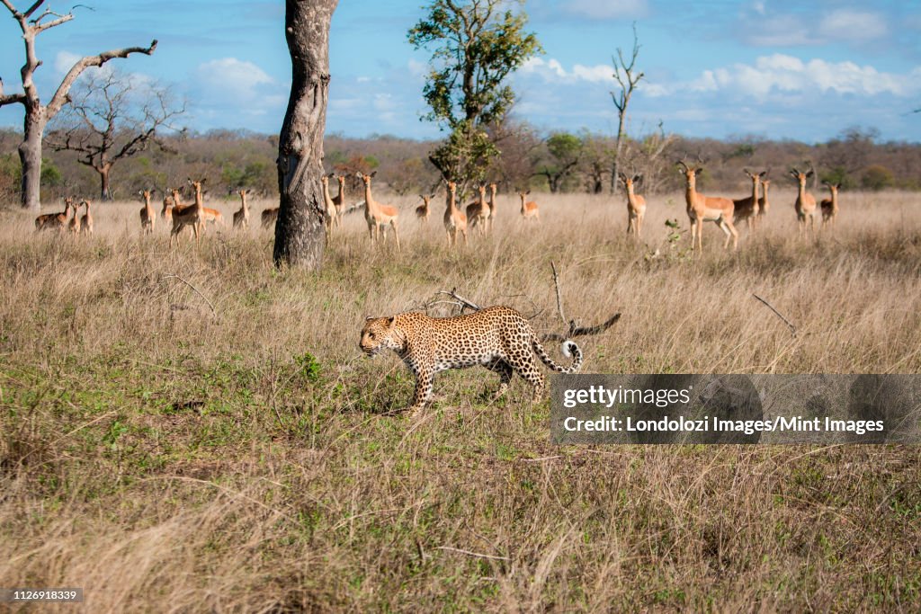 A leopard, Panthera pardus, walks through grass, an impala herd, Aepyceros melampus, watch the leopard, ears perked up.