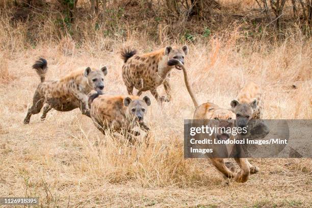 a lioness, panthera leo, runs away with its tail up, wide eyed and mouth open as four spotted hyena, crocuta crocuta, chase after it in dry yellow grass - jagende dieren stockfoto's en -beelden