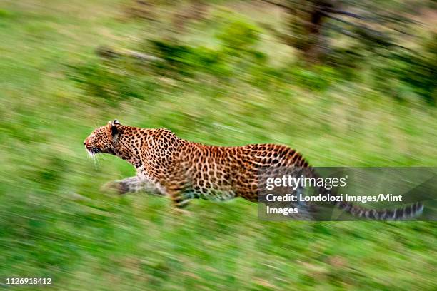 a leopard, panthera pardus, runs through green grass, looking away, motion blur - leopard running stock pictures, royalty-free photos & images