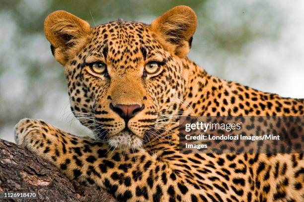 Leaopard Head Leopard Head Photo Photos and Premium High Res Pictures - Getty Images