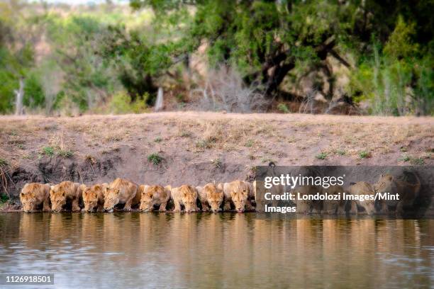 a pride of lions, panthera leo, lying down and drinks water, lapping water, facing camera, river bank and trees in background - löwenrudel stock-fotos und bilder