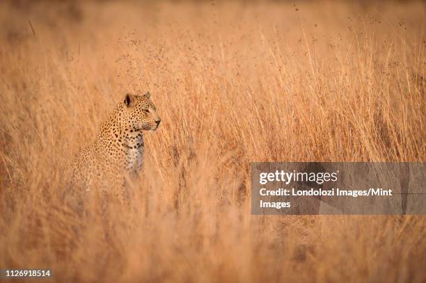 Yellow Panther Photos And Premium High Res Pictures Getty Images yellow-panther-photos-and-premium-high-res-pictures-getty-images