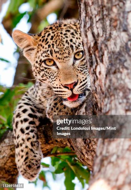 a leopard cub's head, panthera pardus, lies in a tree, alert, mouth open showing tongue, paw drapes over branch, yellow brown eyes - leopard cub stock pictures, royalty-free photos & images