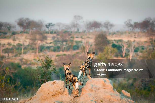 two wild dog, lycaon pictus, stand with their backs to the camera on a termite mound, looking away, landcsape grass and trees in background - lycaon photos et images de collection