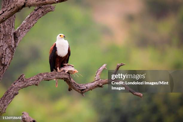 an african fish eagle, haliaeetus vocifer, stands on a bare tree brach, fish under its foot, looking away, greenery in background - african fish eagle fotografías e imágenes de stock