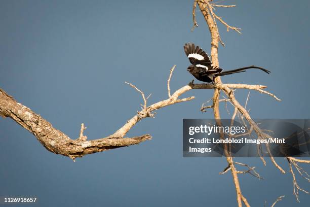 a magpie shrike, urolestes melanoleucus, taking off a branch in flight, blue sky background - magpie shrike stock pictures, royalty-free photos & images
