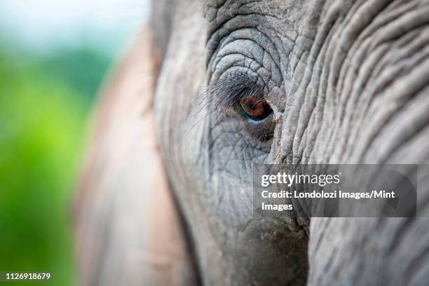 an elephant's eye, loxodonta africana, long eyelashes, creased skin - elephant eyes stock pictures, royalty-free photos & images