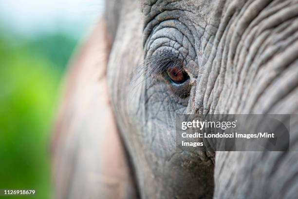 an elephant's eye, loxodonta africana, long eyelashes, creased skin - elephant eyes 個照片及圖片檔