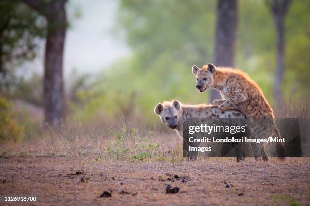 Mating Animals Photos And Premium High Res Pictures Getty Images mating-animals-photos-and-premium-high-res-pictures-getty-images