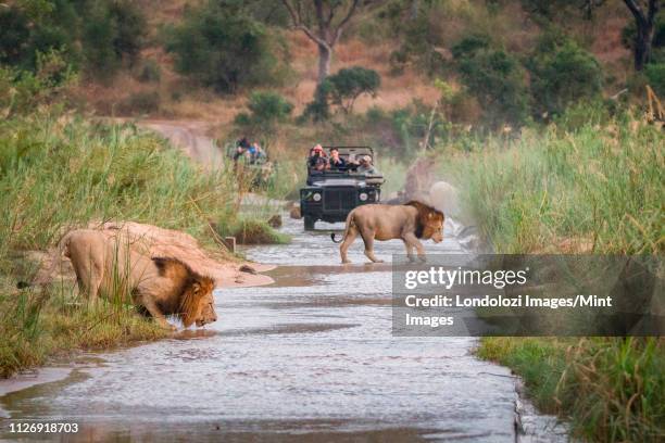 two male lions, panthera leo, walk across a shallow river, one crouching drinking water, two game vehicles in backgrounf carrying people - safari fotografías e imágenes de stock