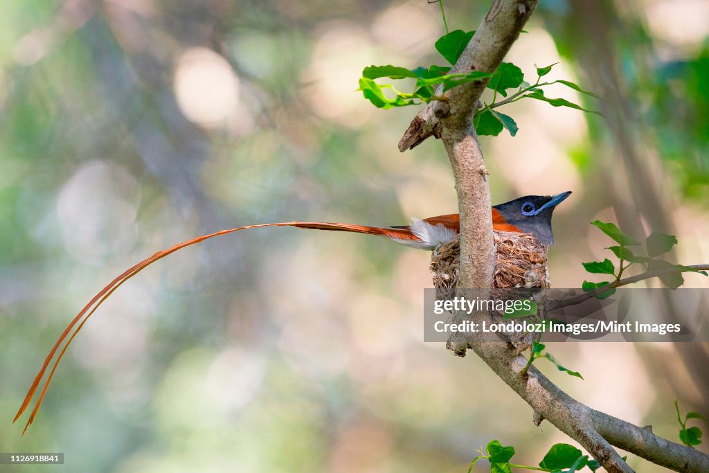 A African paradise flycatcher, Terpsiphone viridis, sits in a nest in a tree, its long tail hangs out of the nest