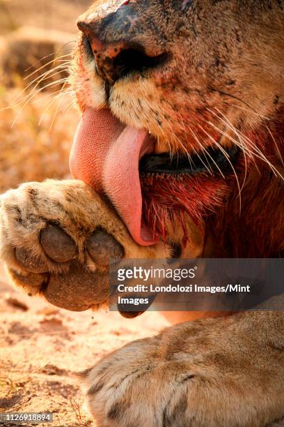 a close up of a lion's mouth and paw, panthera leo, linking paw, raised foot, bloody muzzle, tongue barbs visible - bloody lion stockfoto's en -beelden