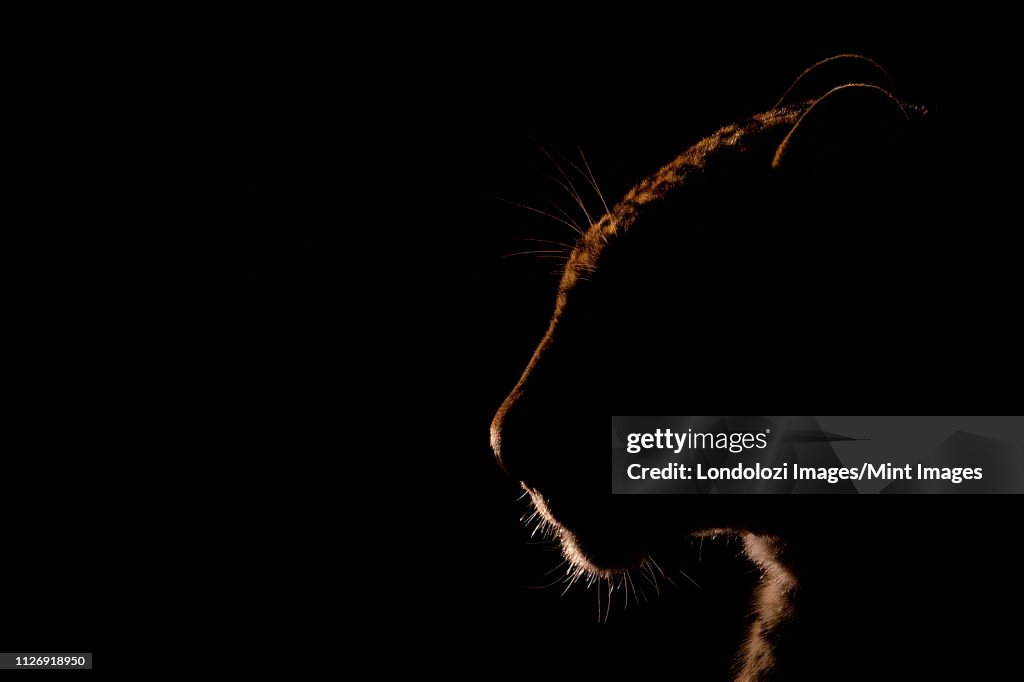 A leopard's head backlit, Panthera pardus, black background