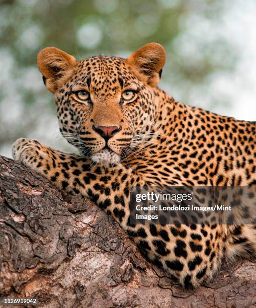 a leopard's upper body, panthera pardus, lying on tree branch, alert, green yellow eyes - felino grande fotografías e imágenes de stock