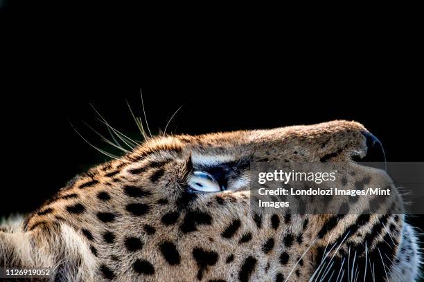 a side-profile of a leopard's head, panthera pardus, looking up into the light, glow on eyes, coat and whiskers, black background. - leopard face stockfoto's en -beelden