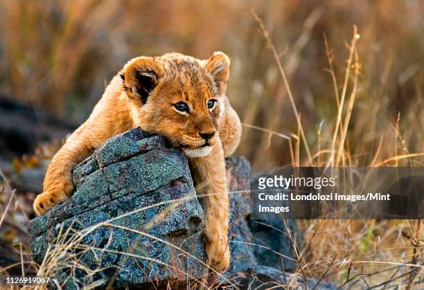 a lion cub, panthera leo, lies on a boulder, draping its fron legs over the rock, looking away, yellow golden coat - fauna silvestre fotografías e imágenes de stock