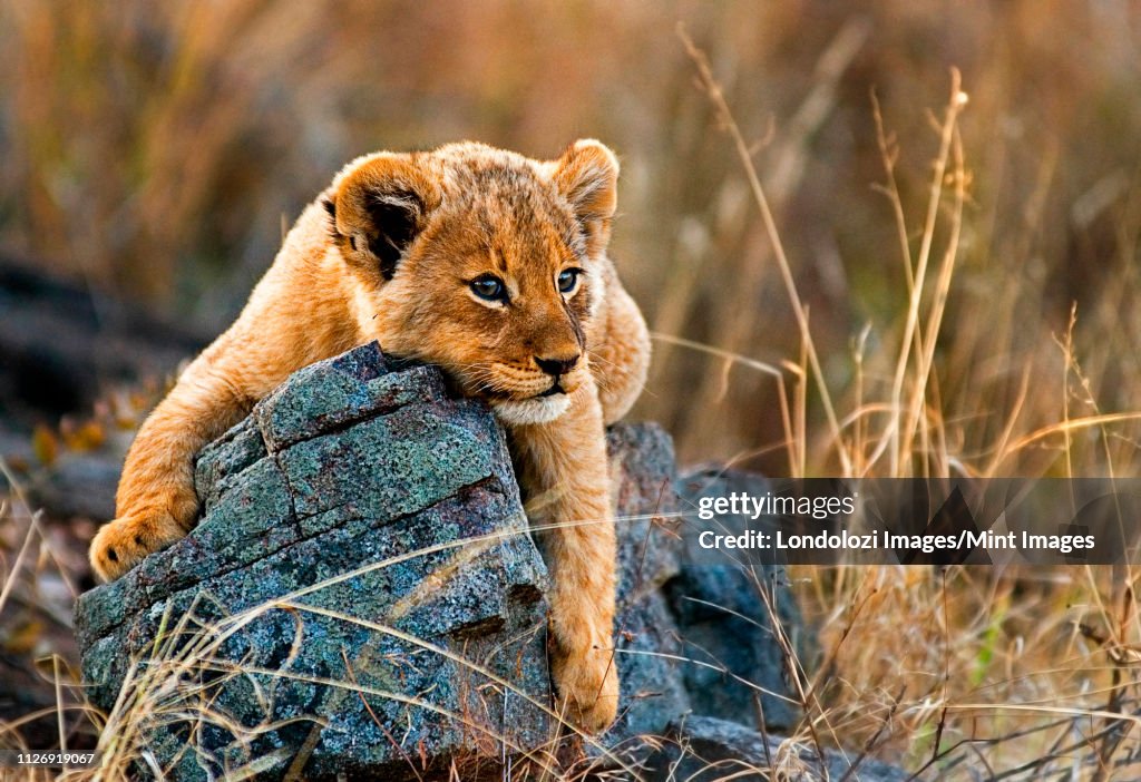 A lion cub, Panthera leo, lies on a boulder, draping its fron legs over the rock, looking away, yellow golden coat