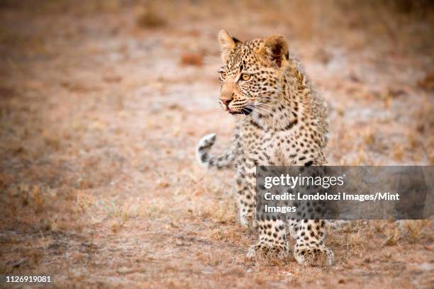 a leopard cub, panthera pardus, stands in short grass, looking away, brown yellow eyes - leopard cub stock pictures, royalty-free photos & images
