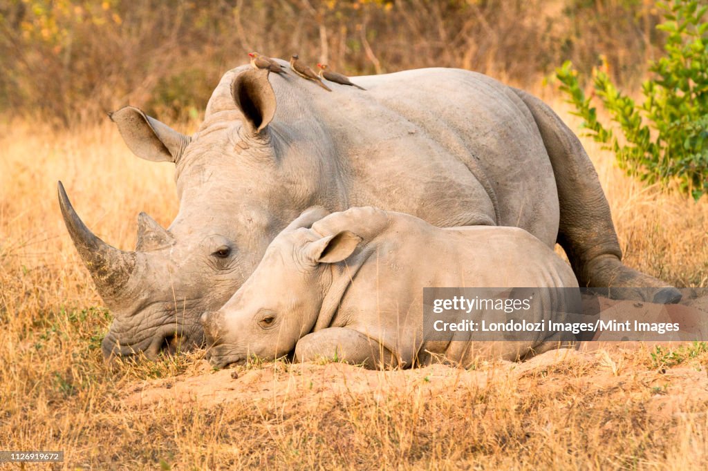 A rhino mother and calf, Ceratotherium simum, lie side by side, red-billed oxpeckers, Buphagus erythrorhynchus, perch on the rhino.