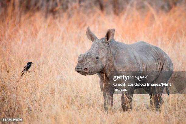 882 White Rhino Calf Stock Photos and High-Res Images - Getty Images