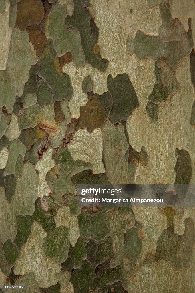 Close-up on tree surface resembling military camouflage