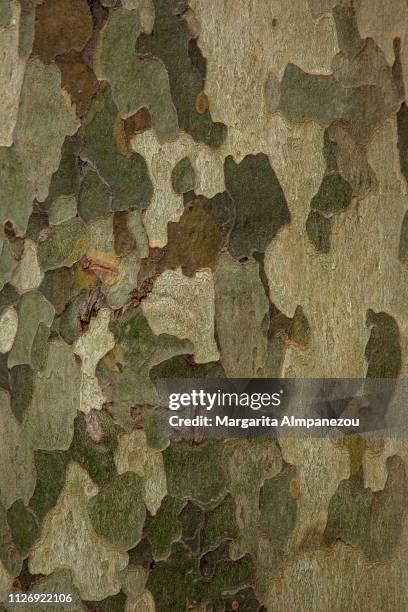 close-up on tree surface resembling military camouflage - woodland camo stock pictures, royalty-free photos & images