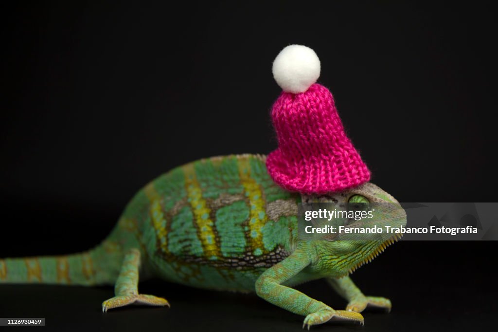 Chameleon with hat