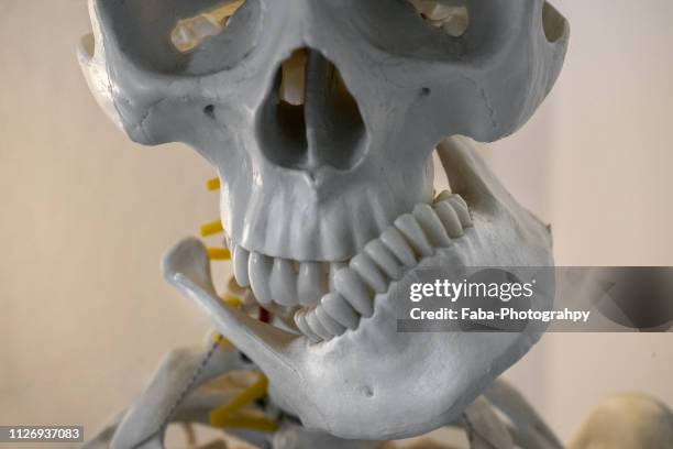 human teeth - menschlicher zahn 個照片及圖片檔