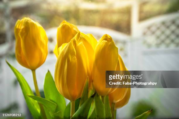 tulips in front of window - blumenstrauss frühling stock pictures, royalty-free photos & images