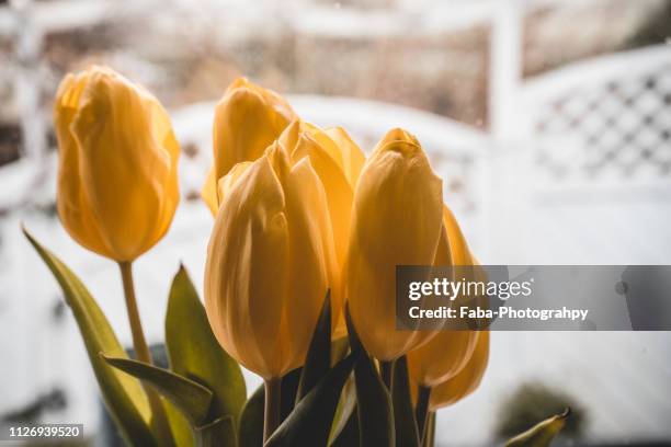 tulips in front of window - blumenstrauss frühling stock pictures, royalty-free photos & images