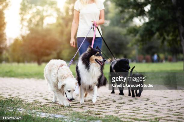 paseador de perros - grupo pequeño de animales fotografías e imágenes de stock
