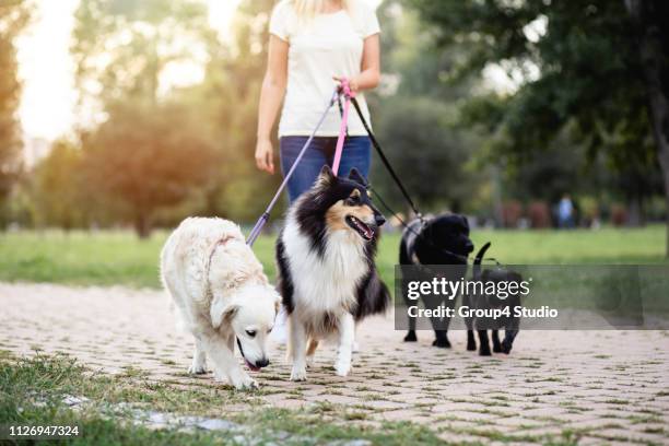 dog walker - small group of animals stock pictures, royalty-free photos & images