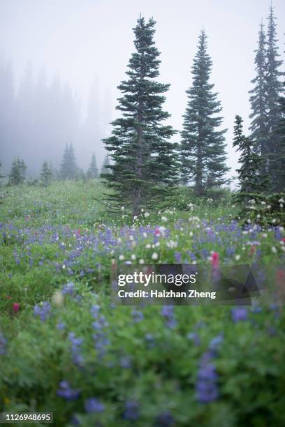 mt rainier wildflowers - august background stock pictures, royalty-free photos & images