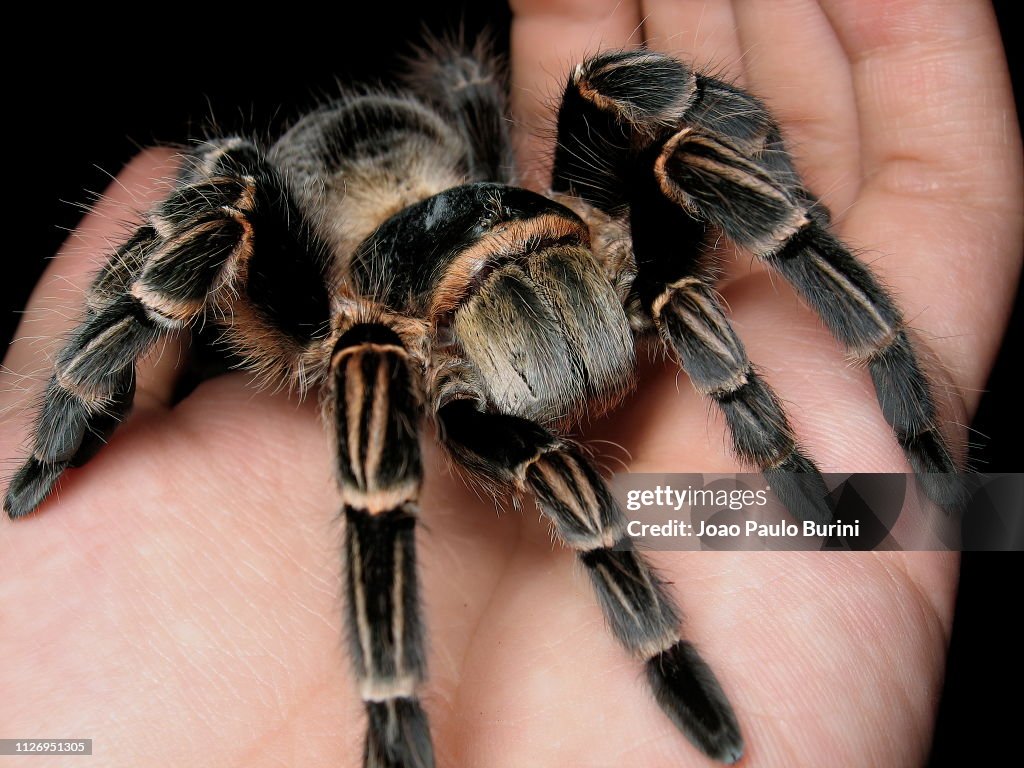 Brazilian Tarantula Held On Hand High-Res Stock Photo - Getty Images