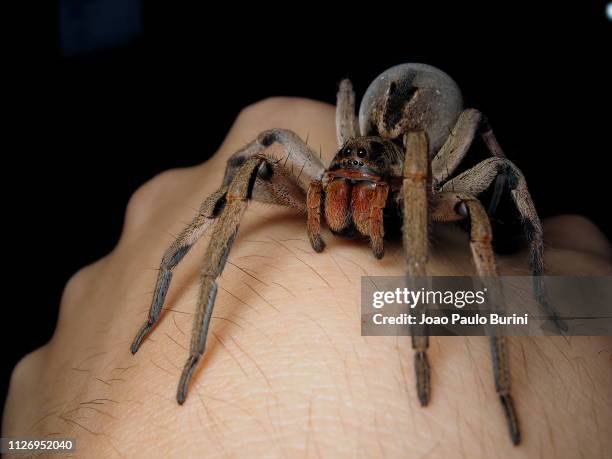 Big Hairy Spiders Photos and Premium High Res Pictures - Getty Images