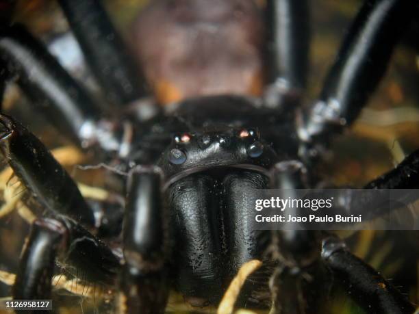 macro of a trapdoor spider - trapdoor spider stock pictures, royalty-free photos & images