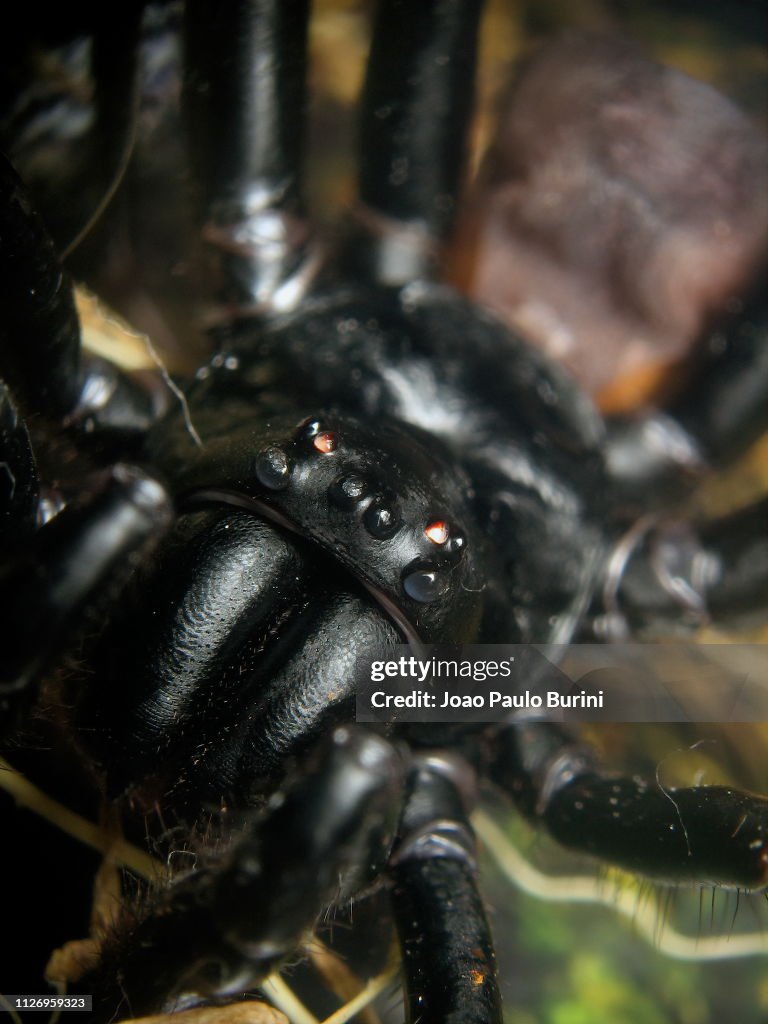 Macro of a trapdoor spider