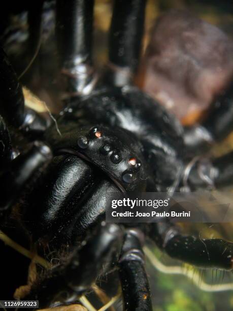 macro of a trapdoor spider - trapdoor spider stock pictures, royalty-free photos & images