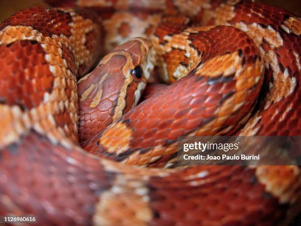 coiled corn snake portrait - corn snake stock pictures, royalty-free photos & images