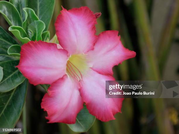 desert flower, adenium obesum - adenium obesum stock pictures, royalty-free photos & images